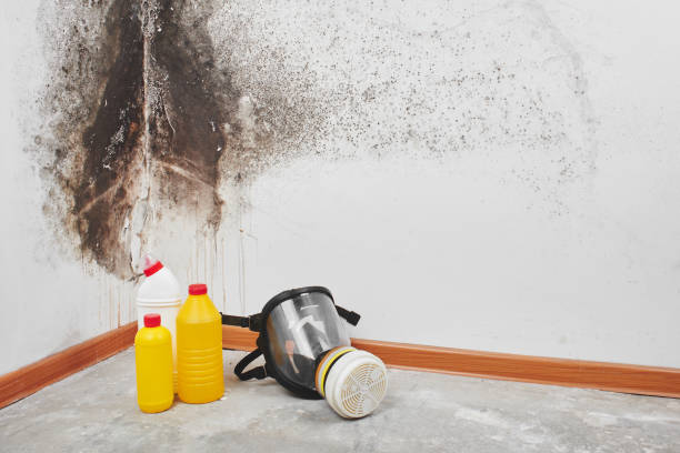 Best Black Mold Remediation in Ham Lake, MN