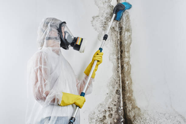 Best Basement Mold Remediation in Ham Lake, MN