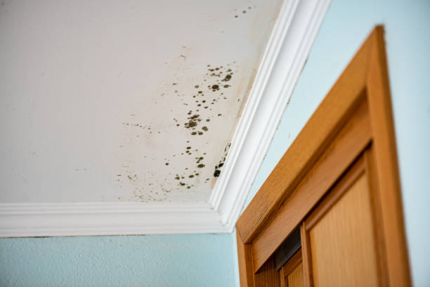 Best DIY Mold Remediation Support Services in Ham Lake, MN