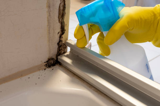 Best Emergency Mold Remediation in Ham Lake, MN