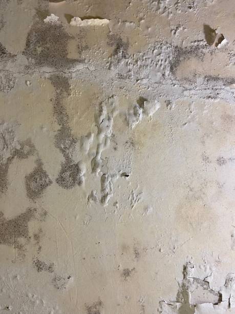 Professional Mold Remediation in Ham Lake, MN