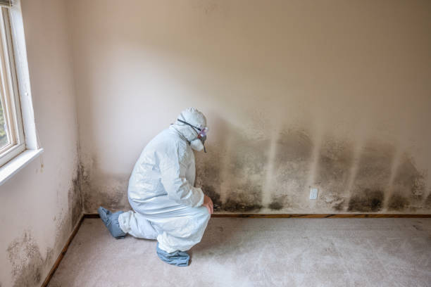Best Attic Mold Remediation in Ham Lake, MN