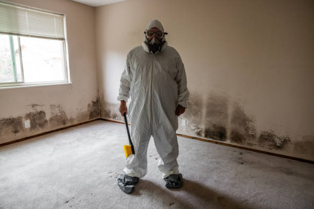 Best White Mold Remediation in Ham Lake, MN
