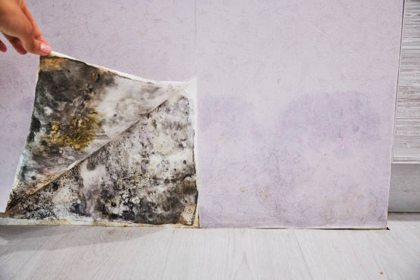 Best DIY Mold Remediation Support Services in Ham Lake, MN